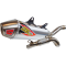 (image for) Pro Circuit T-6 Stainless Exhaust System for KTM 250/350 SX-F (including FE)